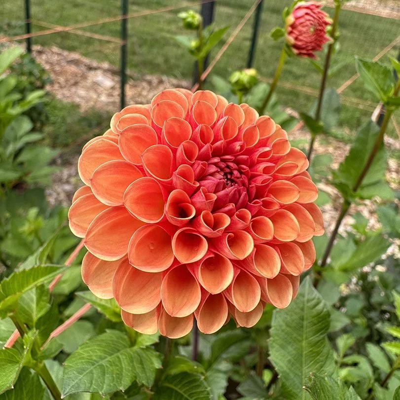 Valley Rust Bucket — Petal Creek Farm